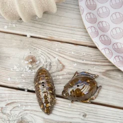 Zout- & pepervaatje kevers, bruin