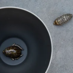 Zout- & pepervaatje kevers, bruin